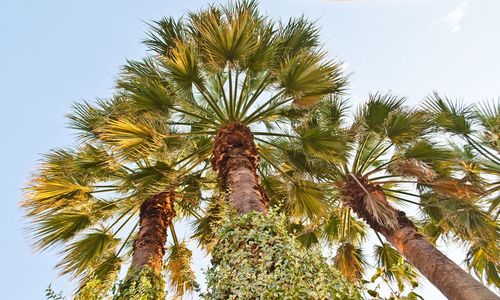 Low angle view of palm tree against sky