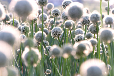 Close-up of flowering plants