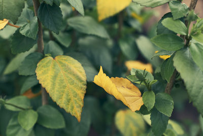 Close-up of yellow leaves on plant