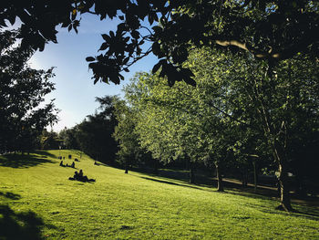 Trees on field against sky