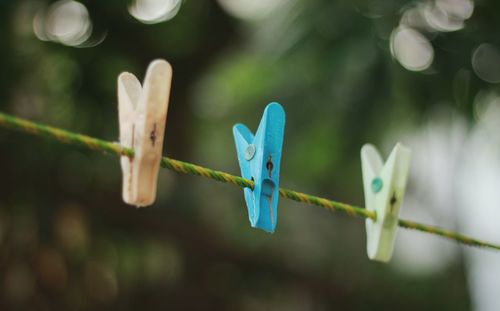 Close-up of clothespins on plant