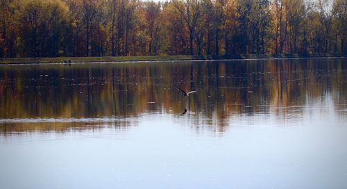 View of birds in lake