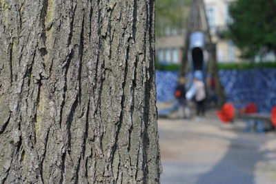 Close-up of tree