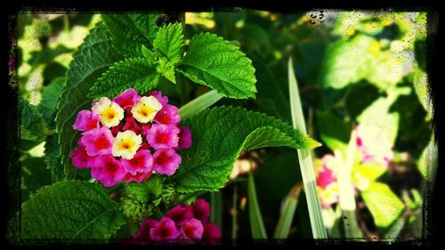 Close-up of pink flowers