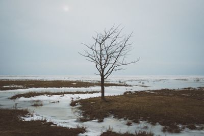 Bare tree on snow covered landscape against clear sky