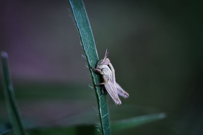 Close-up of insect on leaf