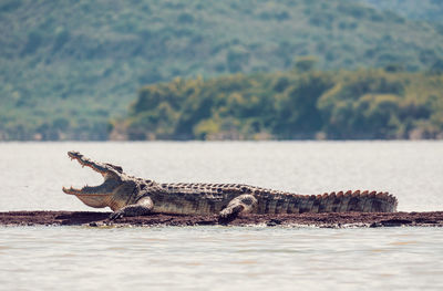 Lizard on a sea