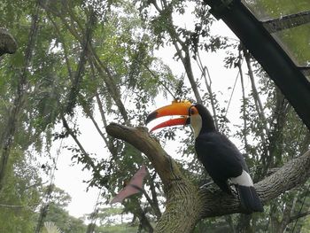 Low angle view of birds perching on tree