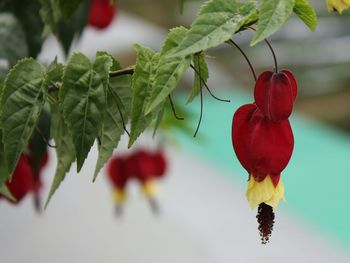 Close-up of flowers