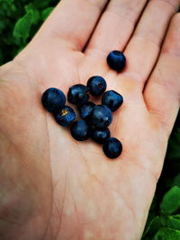 Close-up of hand holding blackberries