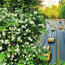 Trees and plants in car