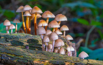 Close up low level view of wild british woodland mushrooms