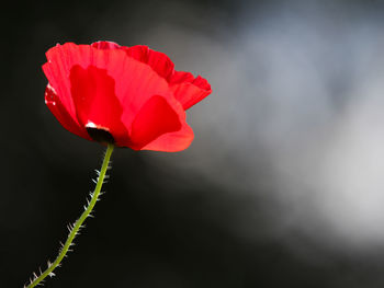 Close-up of red flower blooming outdoors