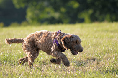 Dog running in field