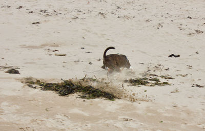 Birds on sand