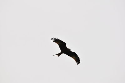 Low angle view of bird flying against clear sky