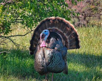 wild turkey