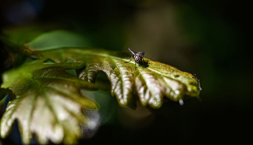 Macro shot of a fly on a leaf