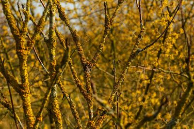 Close-up of plants growing on field during spring