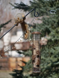Close-up of bird perching on branch