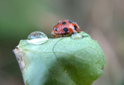Close-up of ladybug on leaf