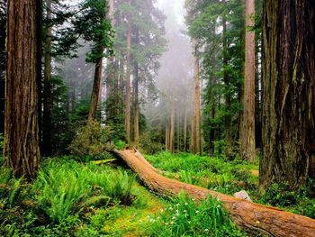 Trees in forest against sky