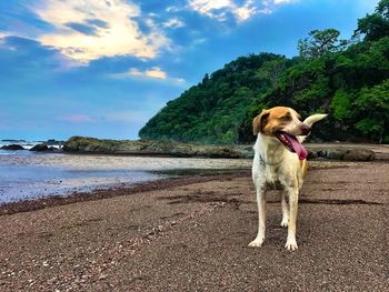 Dog on shore against sky