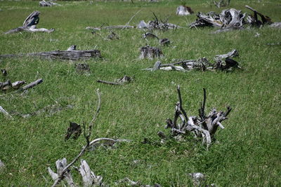 High angle view of sheep on grassy field