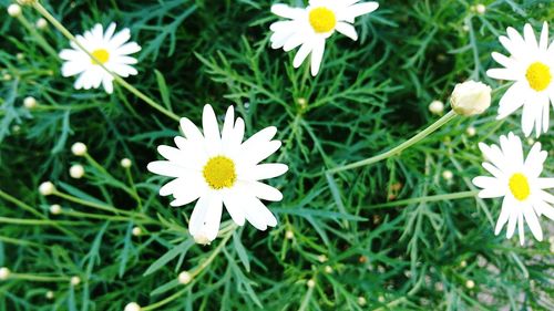 Close-up of white daisy flowers