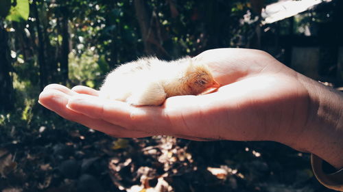 Close-up of cropped hand showing newborn fowl