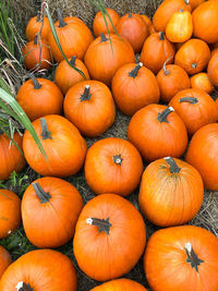 High angle view of pumpkins in market