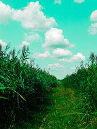 Plants growing on field against sky