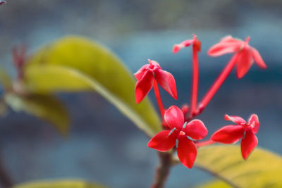 Close-up of red flowering plant