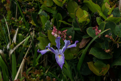 Close-up of purple flowers
