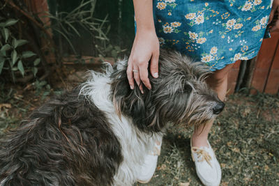 Low section of woman stroking hairy dog while standing outdoors