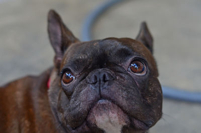 Portrait of a black dog