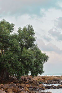 Trees growing on rock against sky