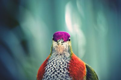 Close-up of multi colored bird