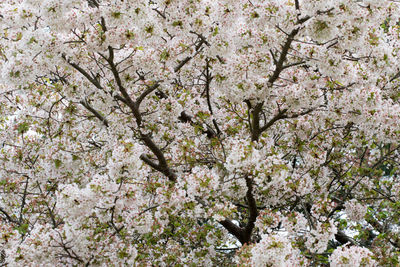 Low angle view of cherry blossom tree