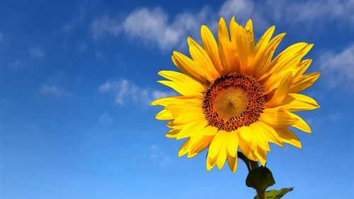 Close-up of sunflower against blue sky