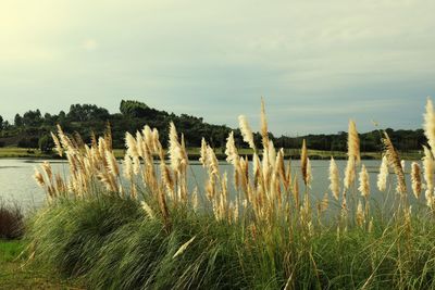 Plants growing on land against sky