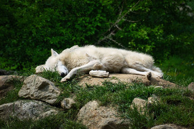 Wolf sleeping on rock