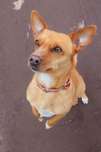 High angle portrait of dog on road