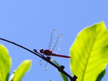 Close-up of insect on plant against clear blue sky