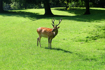 Deer standing on grassy field