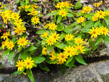 High angle view of yellow flowering plants