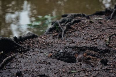 Close-up of bird on field in forest