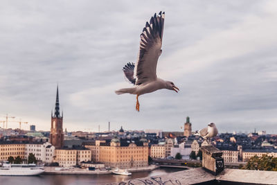 Seagull flying over buildings in city