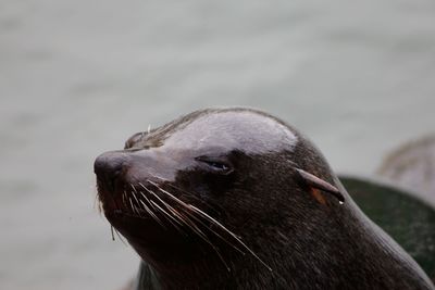 Close-up of sea lion