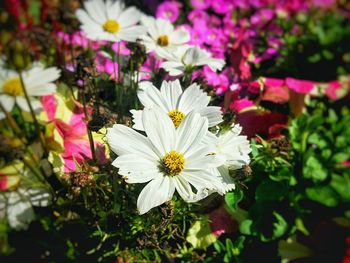 Close-up of white flowers blooming outdoors